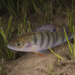 Perca fluviatilis 5, Isoetes lacustrisTolken, Älvsborg, SwedenS: Abborre vid braxengräsE: Perch Perca fluviatilis 5