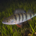 Perca fluviatilis 4, Isoetes lacustrisTolken, Älvsborg, SwedenS: Abborre vid braxengräsE: Perch Perca fluviatilis 4