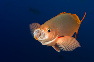 Paranthias colonus 1Kreolfisk, Pacific creolfishRocca partida, Revillagigedo Islands, Mexico Paranthias colonus 1 Kreolfisk