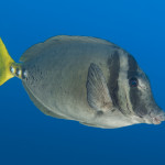 Prionurus laticlavius 1 Tryckarfisk