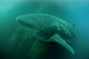 Rhincodon typus 1Valhaj, Whale sharkRocca Partida, Mexico Rhincodon typus 1, Valhaj