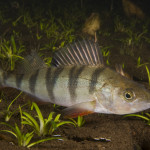 Perca fluviatilis 6Tolken, Älvsborg, SwedenS: AbborreE: Perch Perca fluviatilis 6