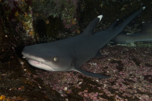 Triaenodon obesus 6Vitspetsad revhajRocca Partida, Mexico Vitspetsad revhaj, Triaenodon obesus