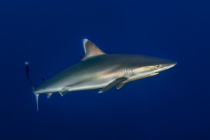 Carcharhinus albimarginatus 1Silverspetsad haj, Silvertip sharkRevillagigedo Islands, Mexico Carcharhinus albimarginatus 1 Silverspetsad haj