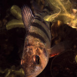 Perca fluviatilis 2Björkvik, Ingarö, Baltic Sea, SwedenS: AbborreE: Perch Perca fluviatilis 2