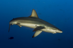 Carcharhinus galapagensis 1Galapagos haj, Galapagos SharkRocca Partida, Mexico Carcharhinus galapagensis, Galapagos haj, Galapagos Shark