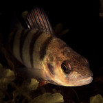 Perca fluviatilis 1Björkvik, Ingarö, Baltic Sea, SwedenS: AbborreE: Perch Perca fluviatilis 1