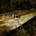 Gädda, Pike