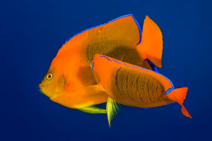 Holacanthus clarionensis 3Kejsarfisk, Clarion Angelfish Revillagigedo Islands, Mexico Holacanthus clarionensis 3