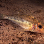 Gymnocephalus cernuus 01Stora Lund, Vättern, SwedenS: GärsE: Ruffe Gymnocephalus cernuus 01