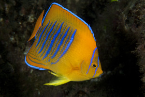 Holacanthus clarionensis 2Kejsarfisk, Clarion Angelfish Revillagigedo Islands, Mexico Holacanthus clarionensis 2, Kejsarfisk