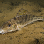 Gymnocephalus cernuus 05Stora Lund, Vättern, SwedenS: Gärs som äter storspiggE: Ruffe eating stickleback Gymnocephalus cernuus