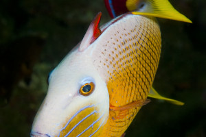 Xanthichthys mento 1Tryckarfisk, Redtail TriggerfishRevillagigedo islands, Mexico Xanthichthys mento 1 Tryckarfisk