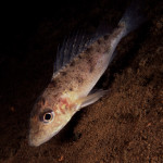Gymnocephalus cernuus 04Stora Lund, Vättern, SwedenS: GärsE: Ruffe Gymnocephalus cernuus 04