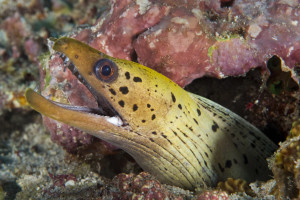 Gymnothorax fimbriatus 1Muräna, Fimbriated MorayRevillagigedo Islands, Mexico Gymnothorax fimbriatus 1 Muräna