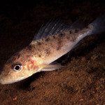 Gymnocephalus cernuus 03Stora Lund, Vättern, SwedenS: GärsE: Ruffe Gymnocephalus cernuus 03