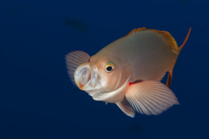Paranthias colonus 1Kreolfisk, Pacific creolfishRocca partida, Revillagigedo Islands, Mexico Paranthias colonus 1 Kreolfisk