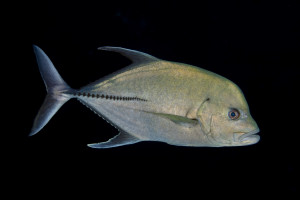 Caranx lugubris 1Taggmakrill, Black jackRocka Partida, Mexico Caranx lugubris 1 Taggmakrill