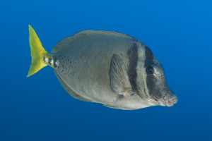 Prionurus laticlavius 1Tryckarfisk, Razor surgeonfishRevillagigedo Islands, Mexico Prionurus laticlavius 1 Tryckarfisk