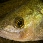 Perca fluviatilis 7Östra Nedsjön, Älvsborg, SwedenS: AbborreE: Perch Perca fluviatilis 7
